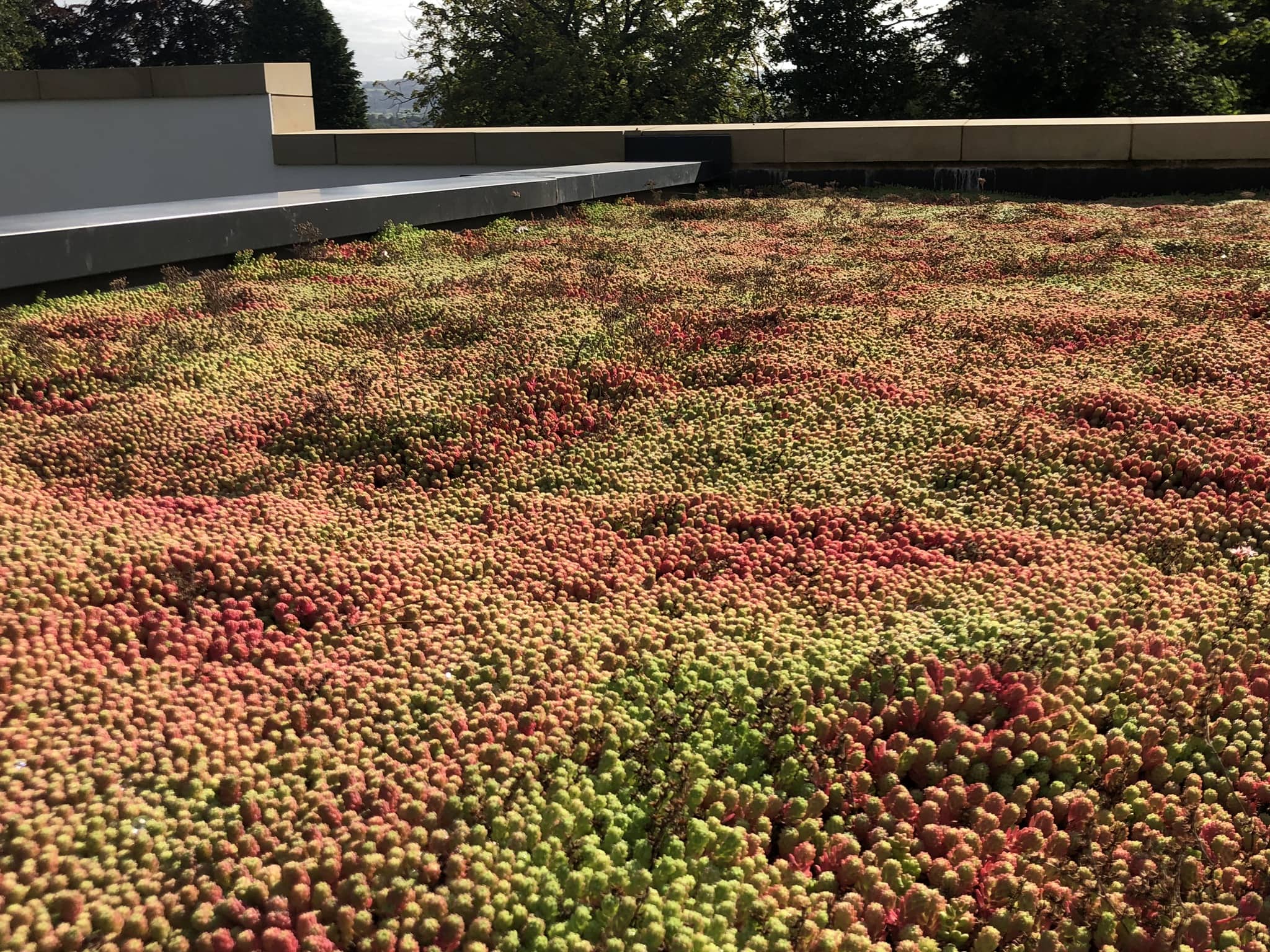 a red and green plants.